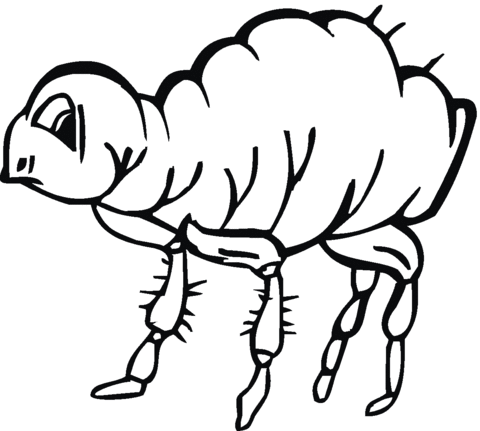 Flea Illustration  Coloring Page